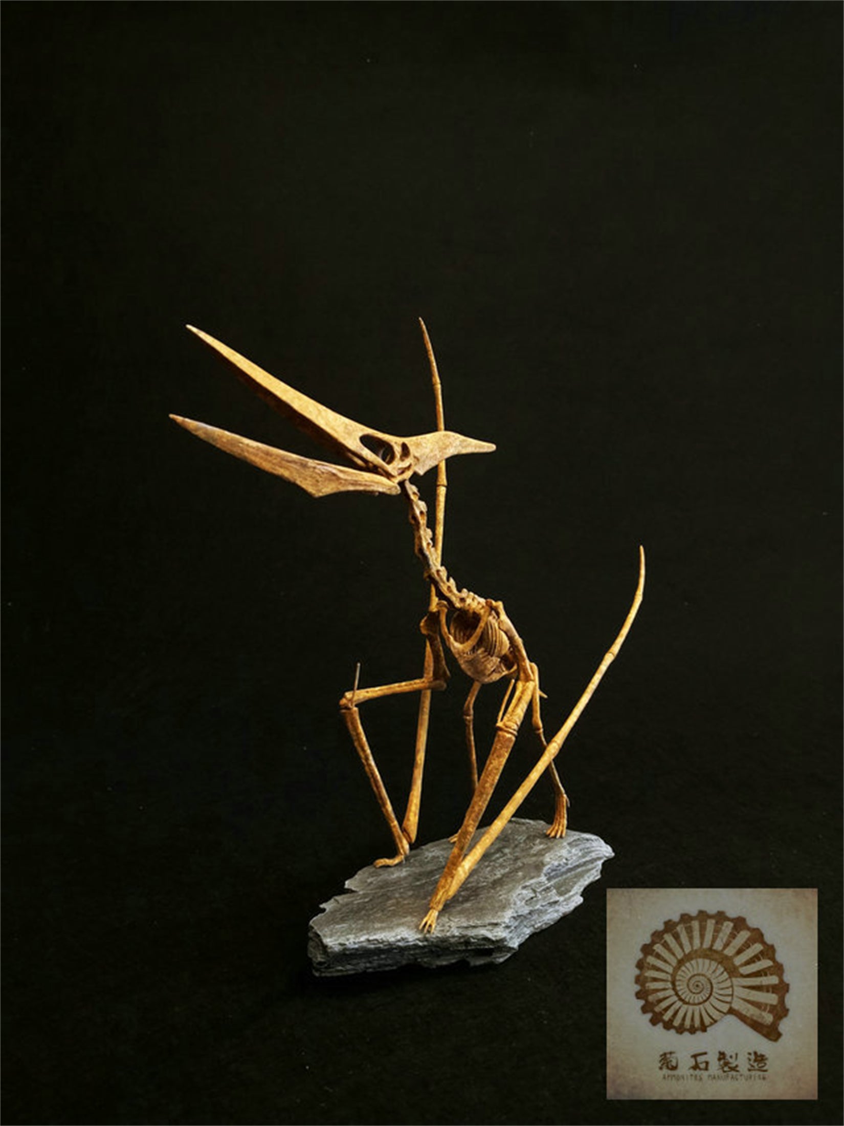 1/10 Pteranodon Skeleton Model
