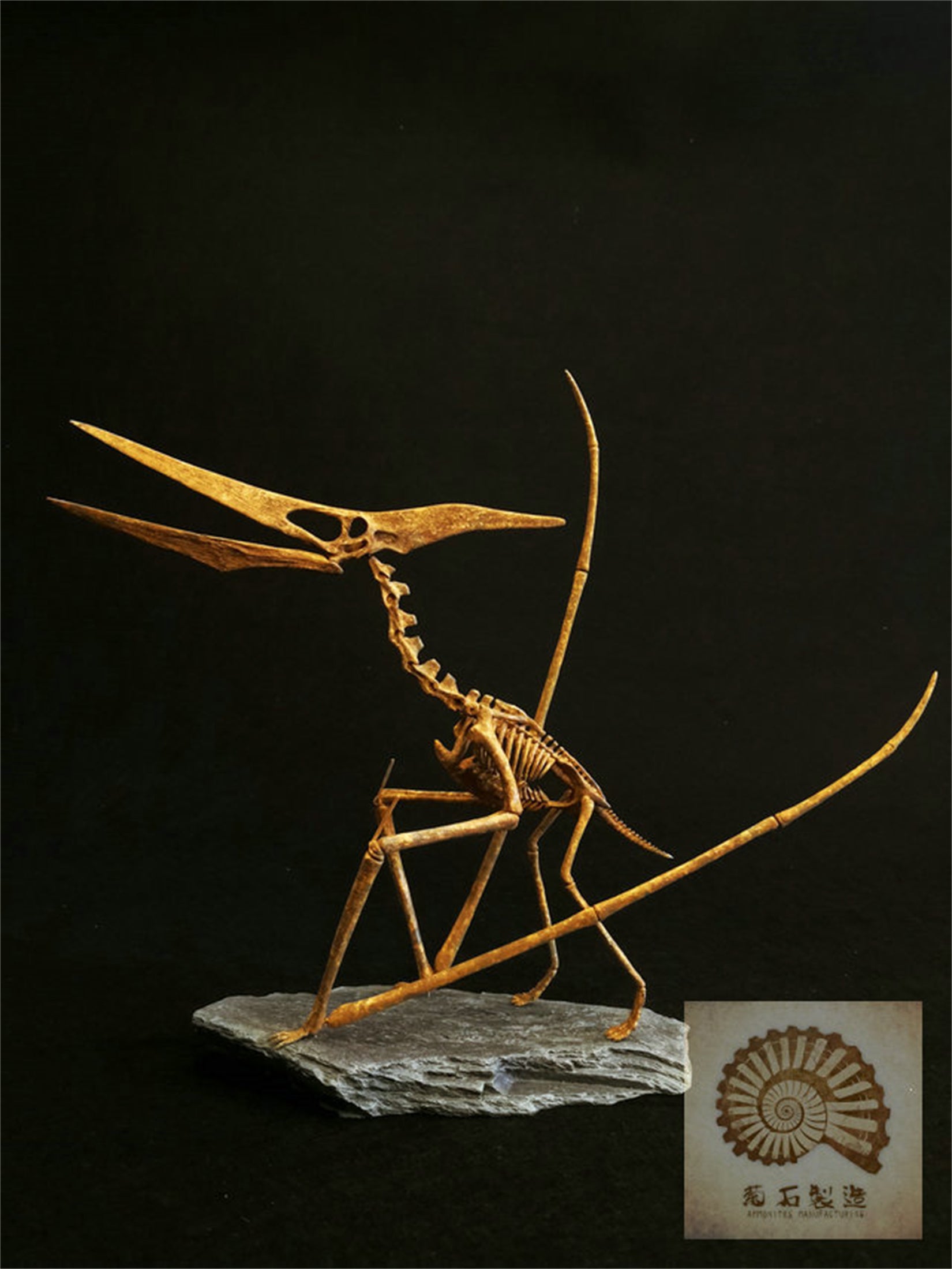 1/10 Pteranodon Skeleton Model
