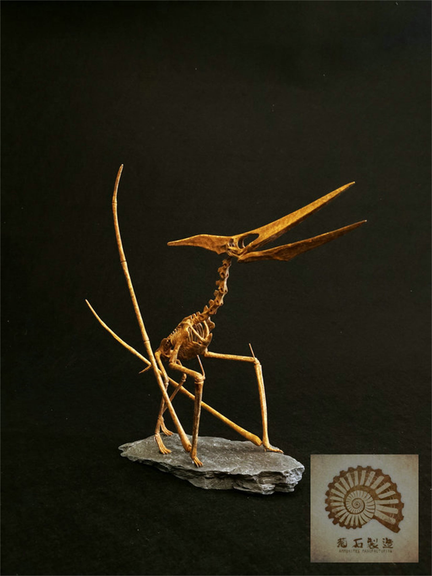 1/10 Pteranodon Skeleton Model
