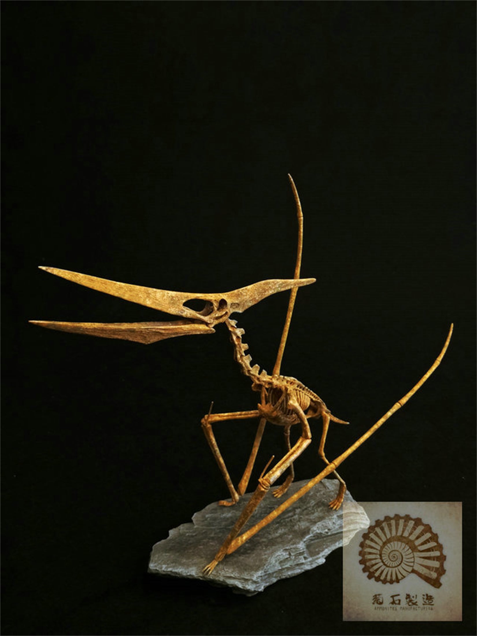 1/10 Pteranodon Skeleton Model