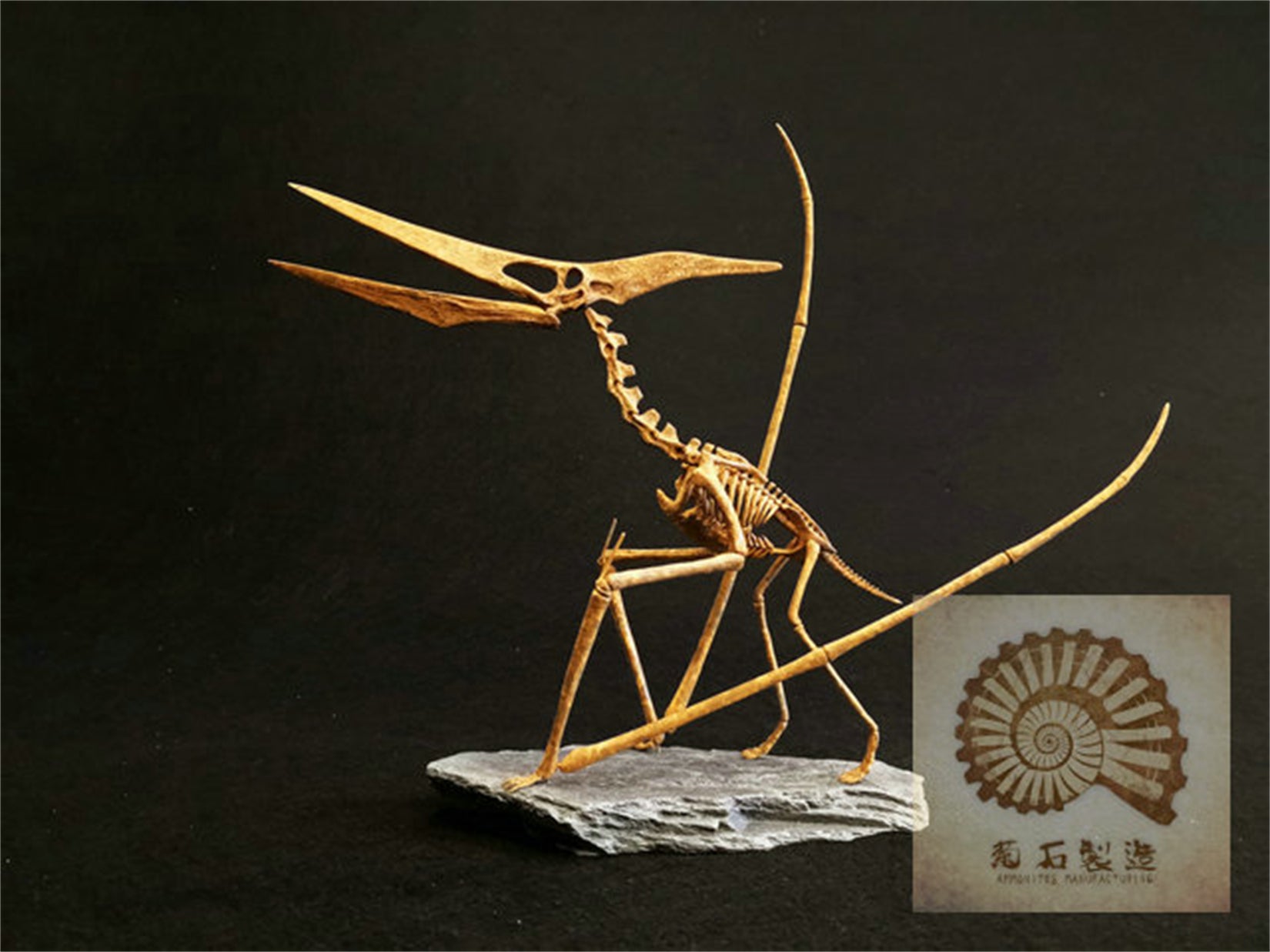 1/10 Pteranodon Skeleton Model