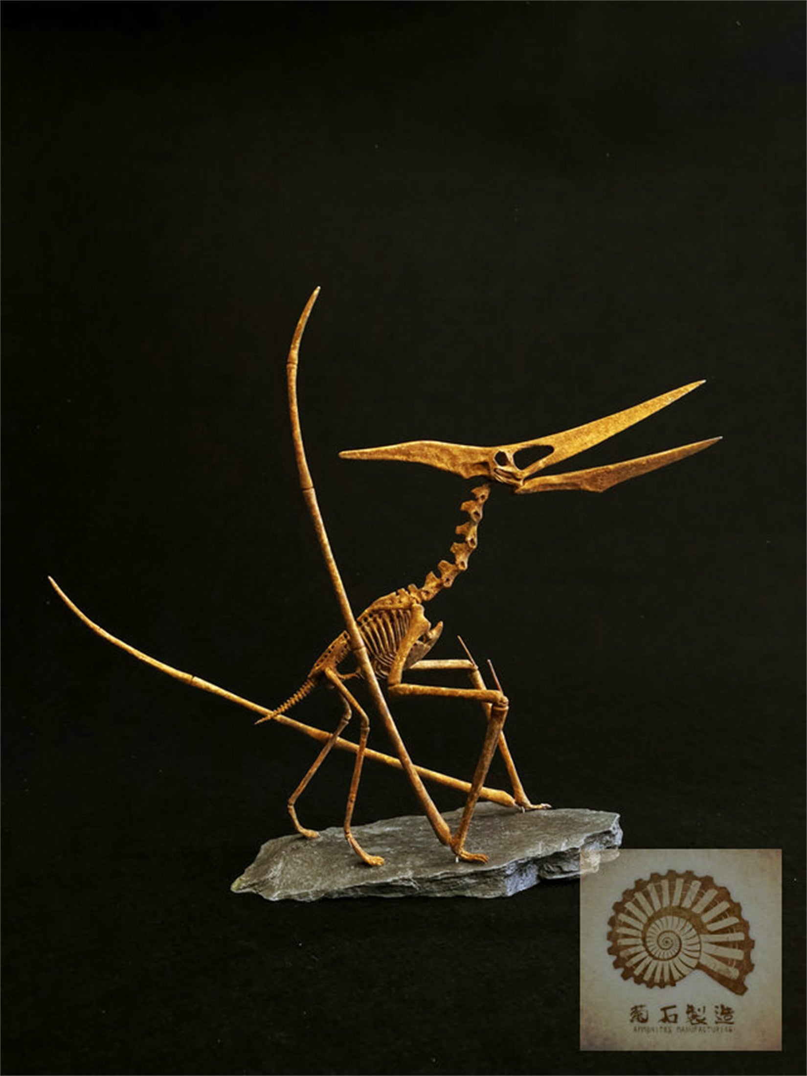 1/10 Pteranodon Skeleton Model