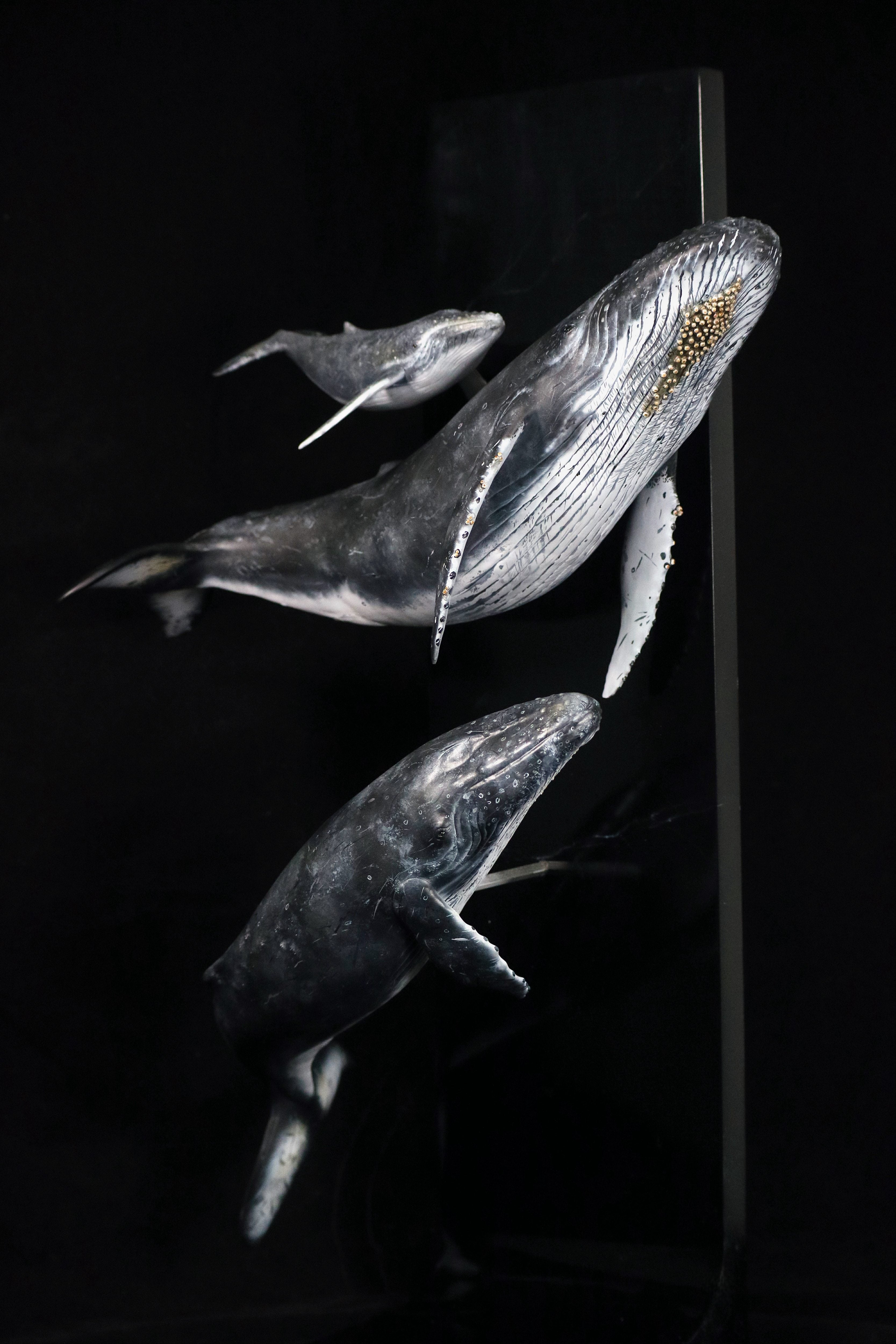 Sumeru Studio 1:35 Scale Humpback Whale Scene Model Painted Version