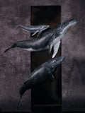 Sumeru Studio 1:35 Scale Humpback Whale Scene Model Painted Version