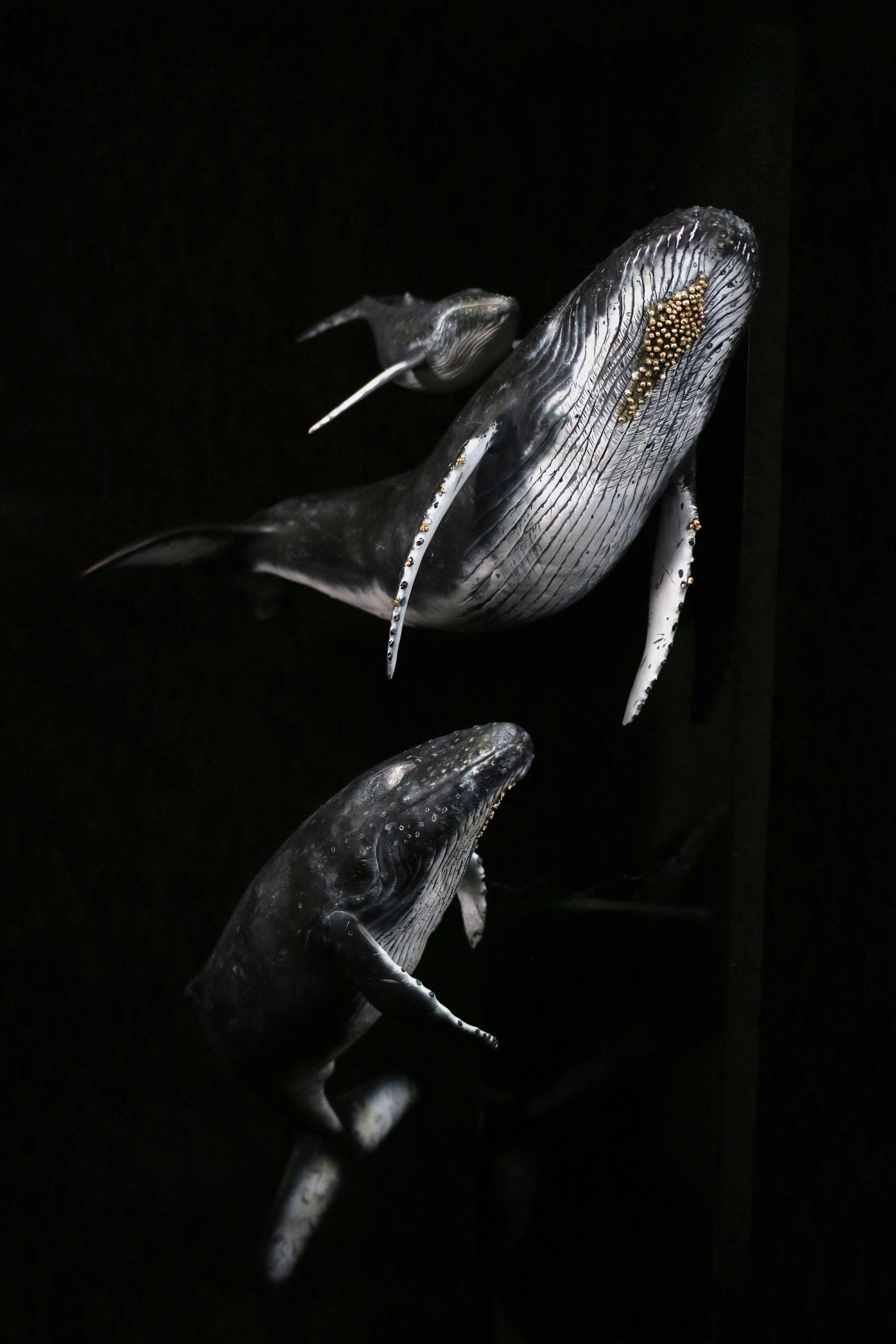 Sumeru Studio 1:35 Scale Humpback Whale Scene Model Painted Version