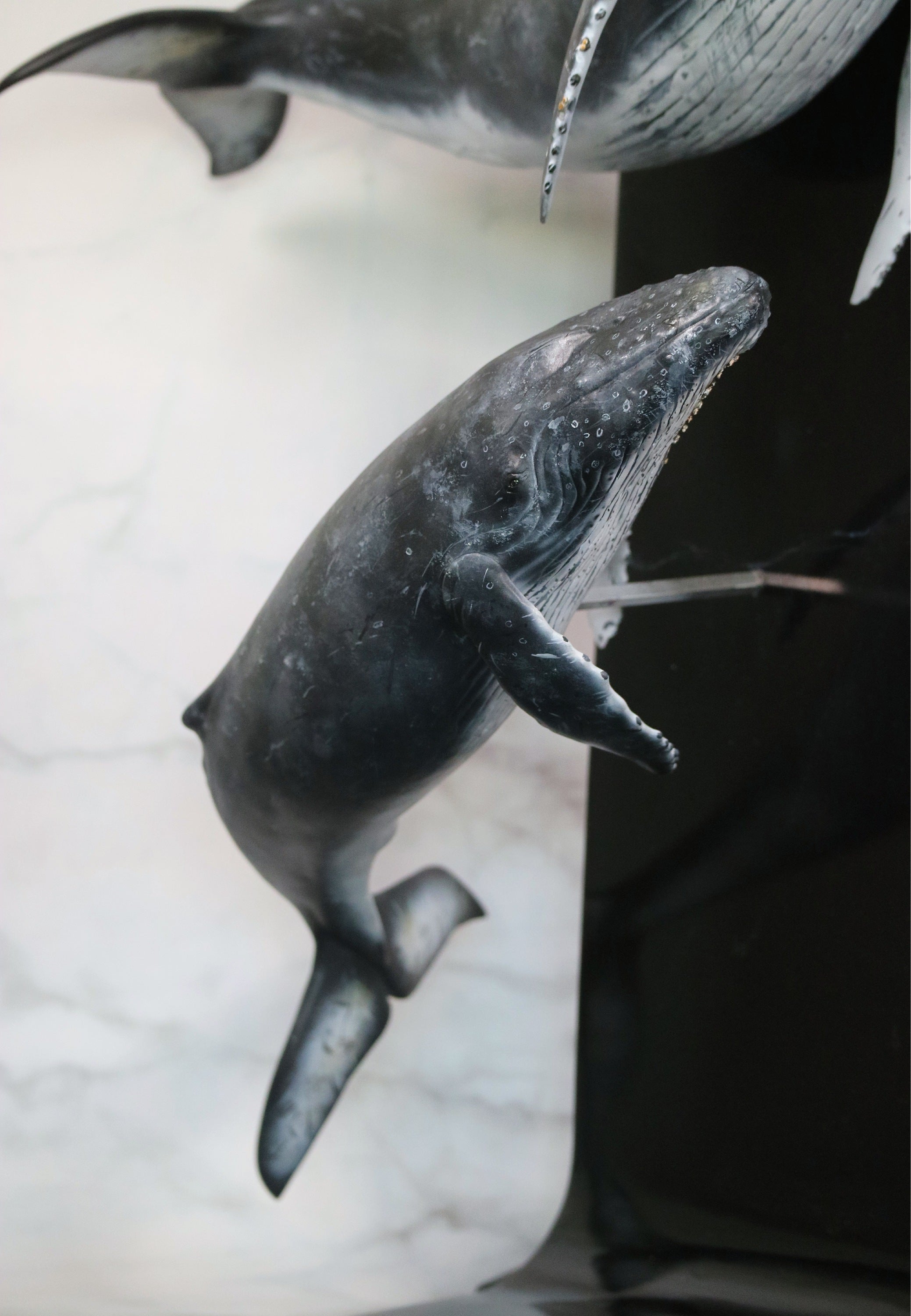 Sumeru Studio 1:35 Scale Humpback Whale Scene Model Painted Version