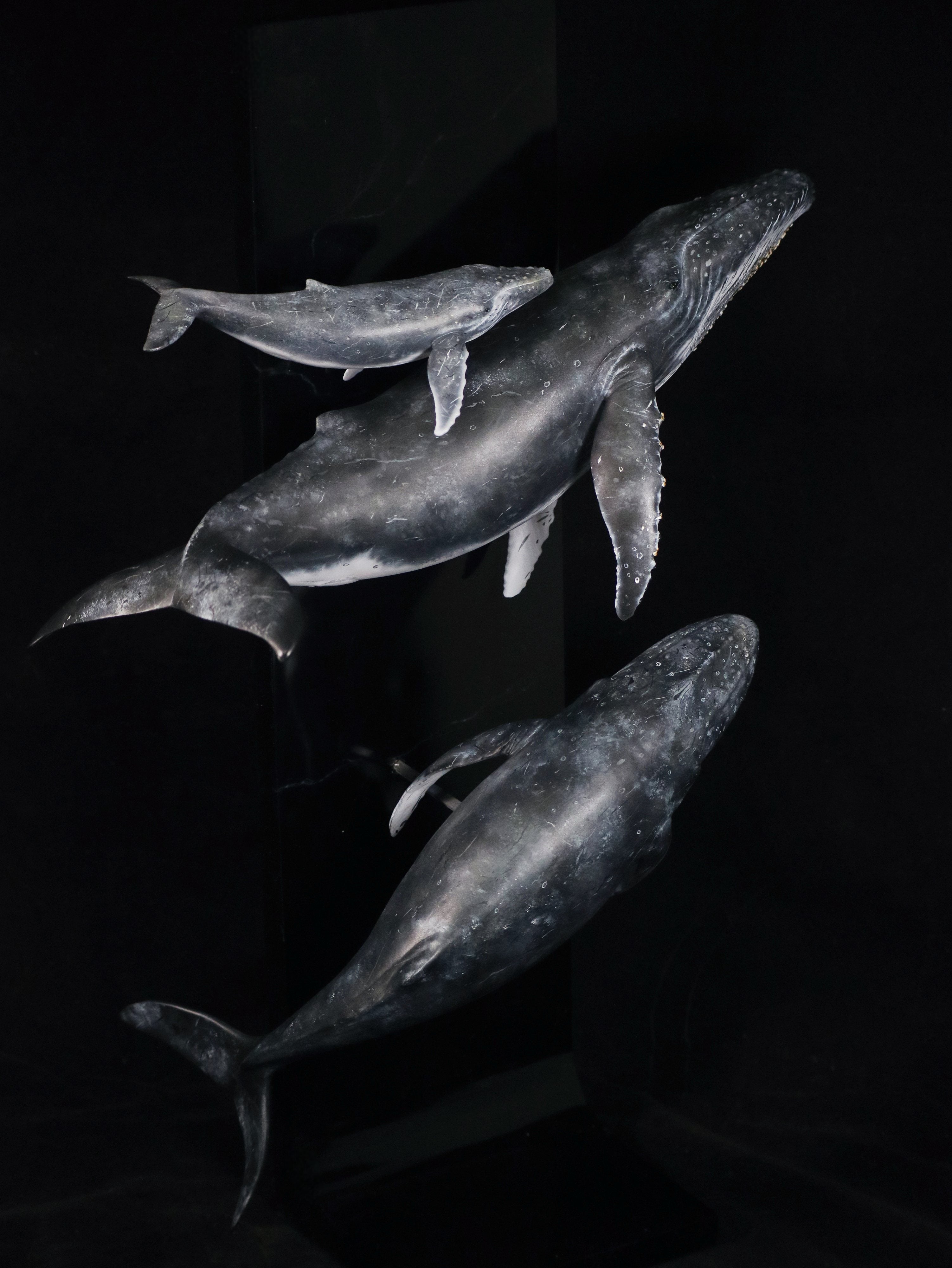 Sumeru Studio 1:35 Scale Humpback Whale Scene Model Painted Version