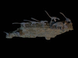 Sensen 1:20 Scale Set C3 Troodon Avaceratops Scene Statue