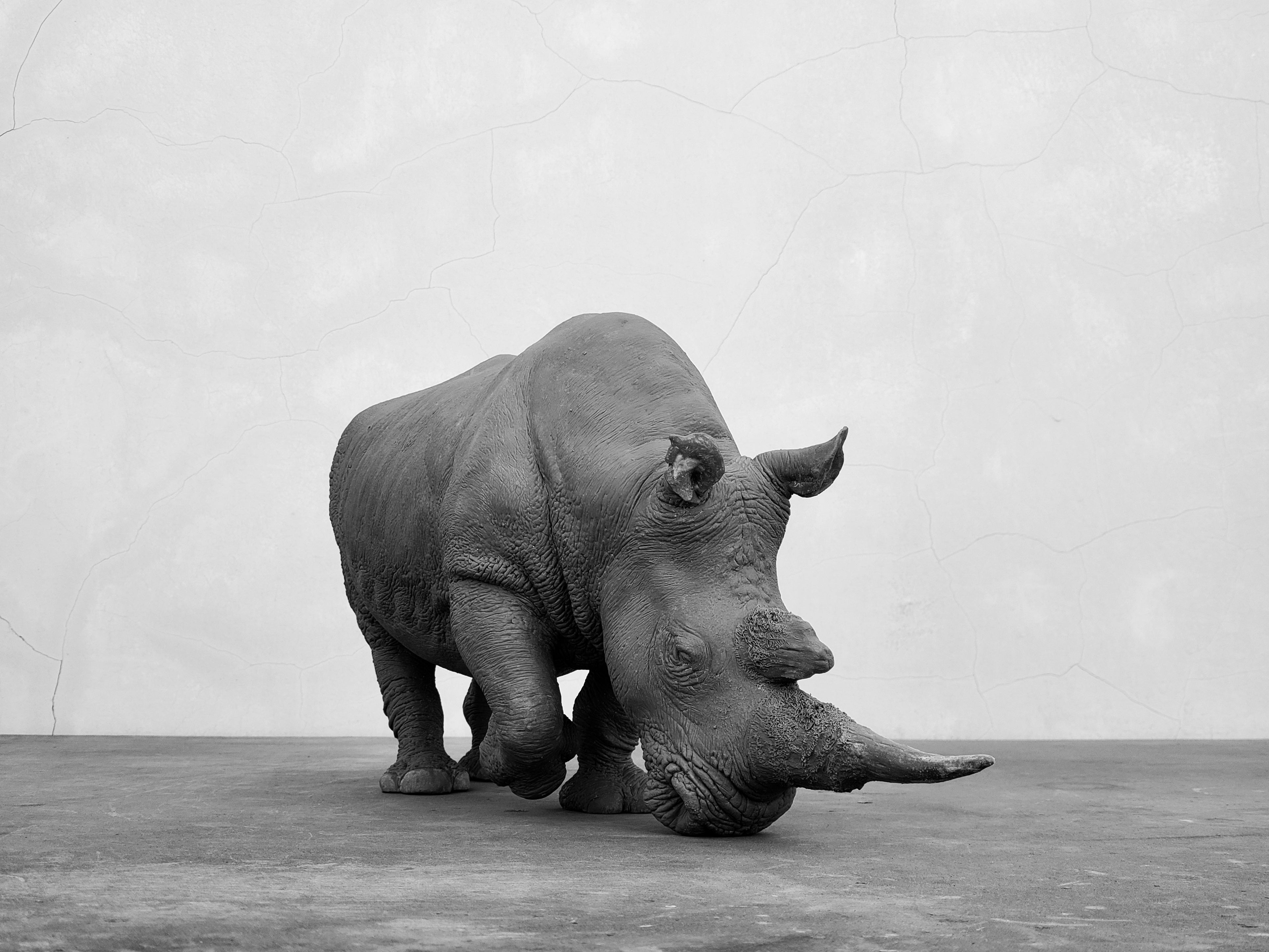 TUNAN Studio 1/10 Scale White Rhino Model