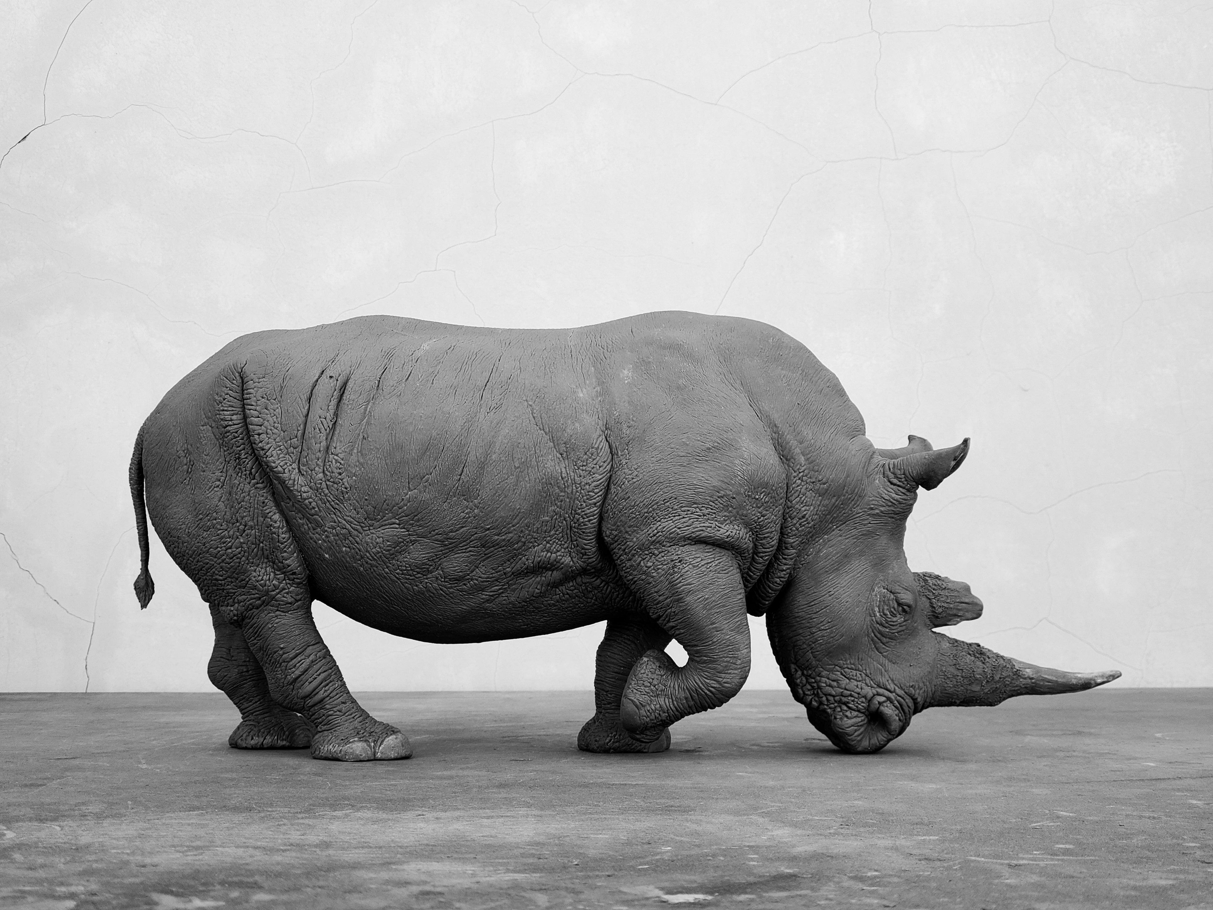 TUNAN Studio 1/10 Scale White Rhino Model
