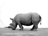 TUNAN Studio 1/10 Scale White Rhino Model