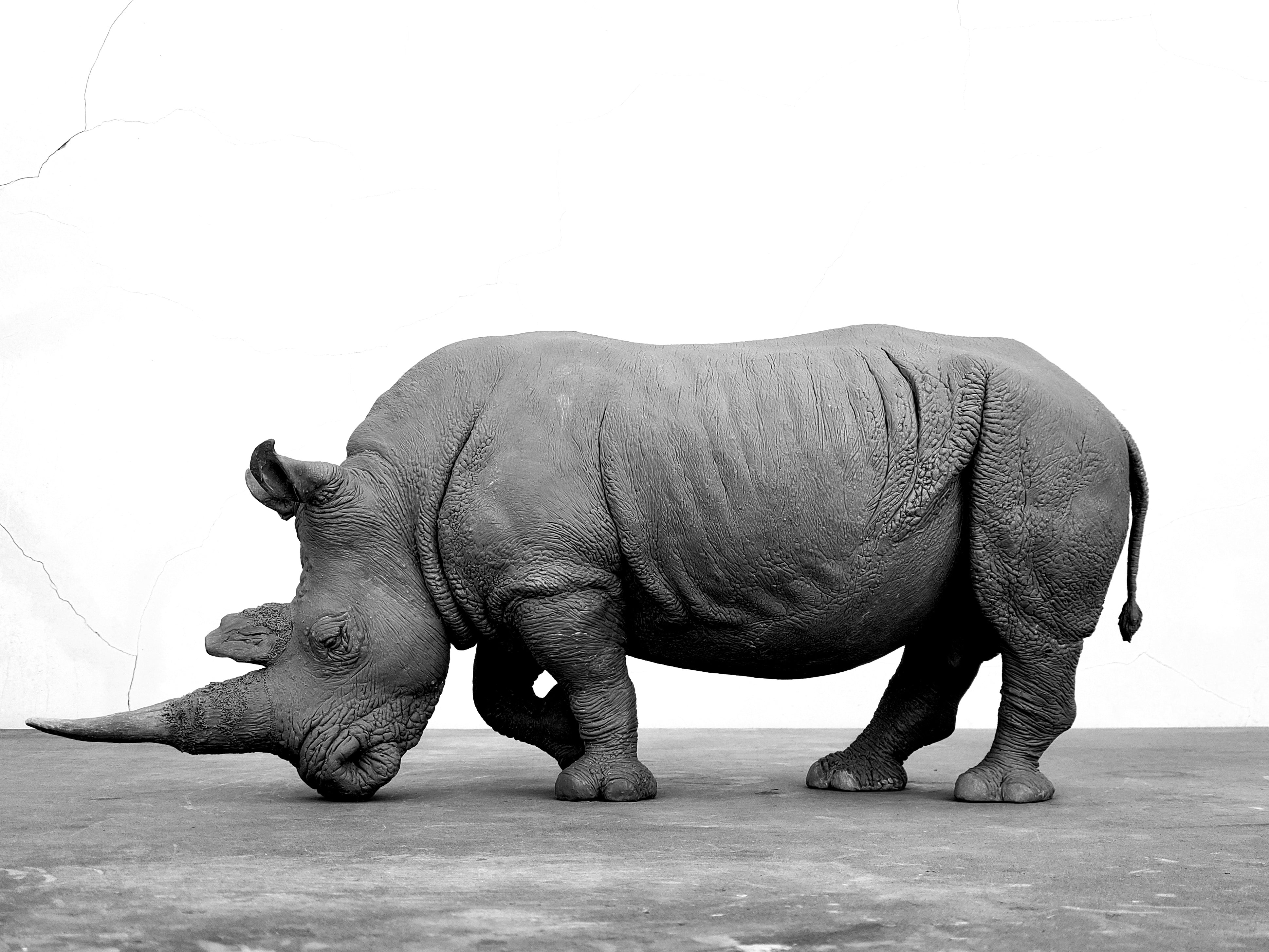 TUNAN Studio 1/10 Scale White Rhino Model