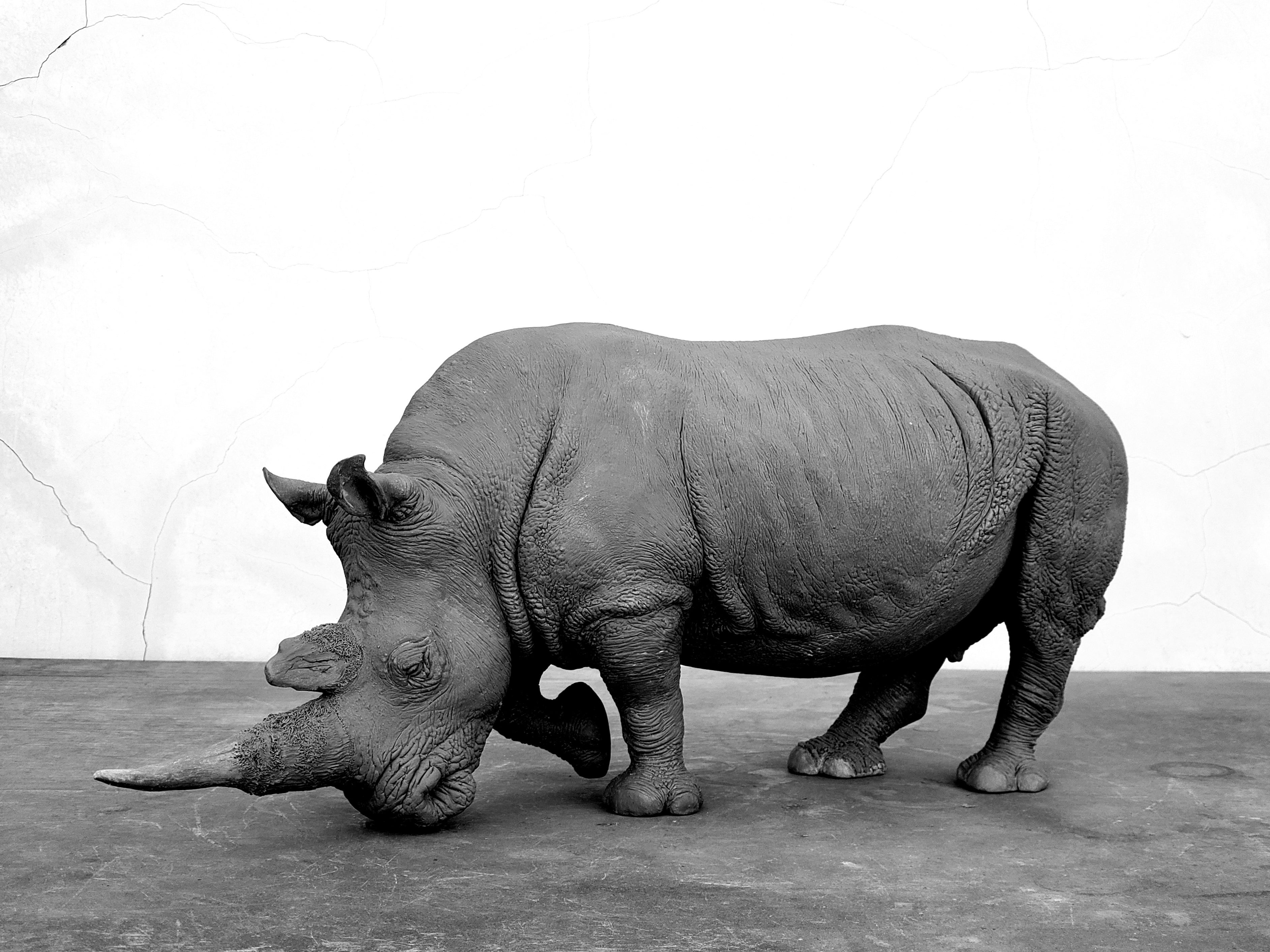 TUNAN Studio 1/10 Scale White Rhino Model