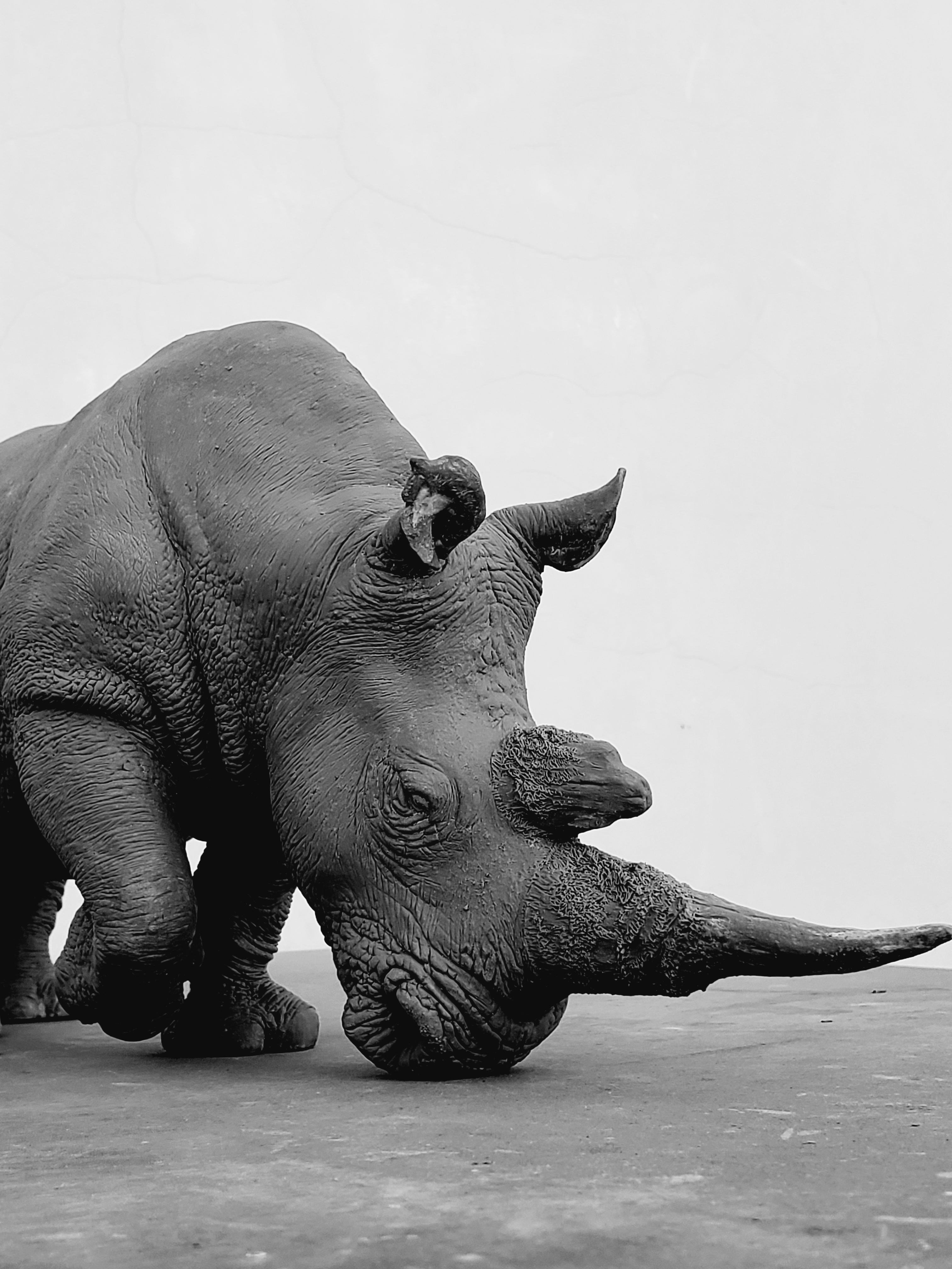 TUNAN Studio 1/10 Scale White Rhino Model
