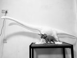 LINGHU ART STUDIO Mamenchisaurus sinocanadorum Scene Model