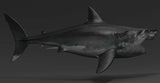 JA Studio Megalodon Hunting minke whale Model