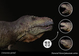 SHOWANNA Studio 1:35 Scale Tyrannosaurus Rex Scotty Model