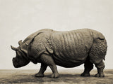 TUNAN Studio 1/10 Scale Indian Rhinoceros Model