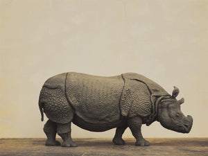 TUNAN Studio 1/10 Scale Indian Rhinoceros Model