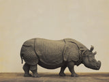 TUNAN Studio 1/10 Scale Indian Rhinoceros Model