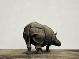 TUNAN Studio 1/10 Scale Indian Rhinoceros Model