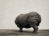 TUNAN Studio 1/10 Scale Indian Rhinoceros Model