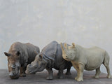 TUNAN Studio 1/10 Scale Indian Rhinoceros Model