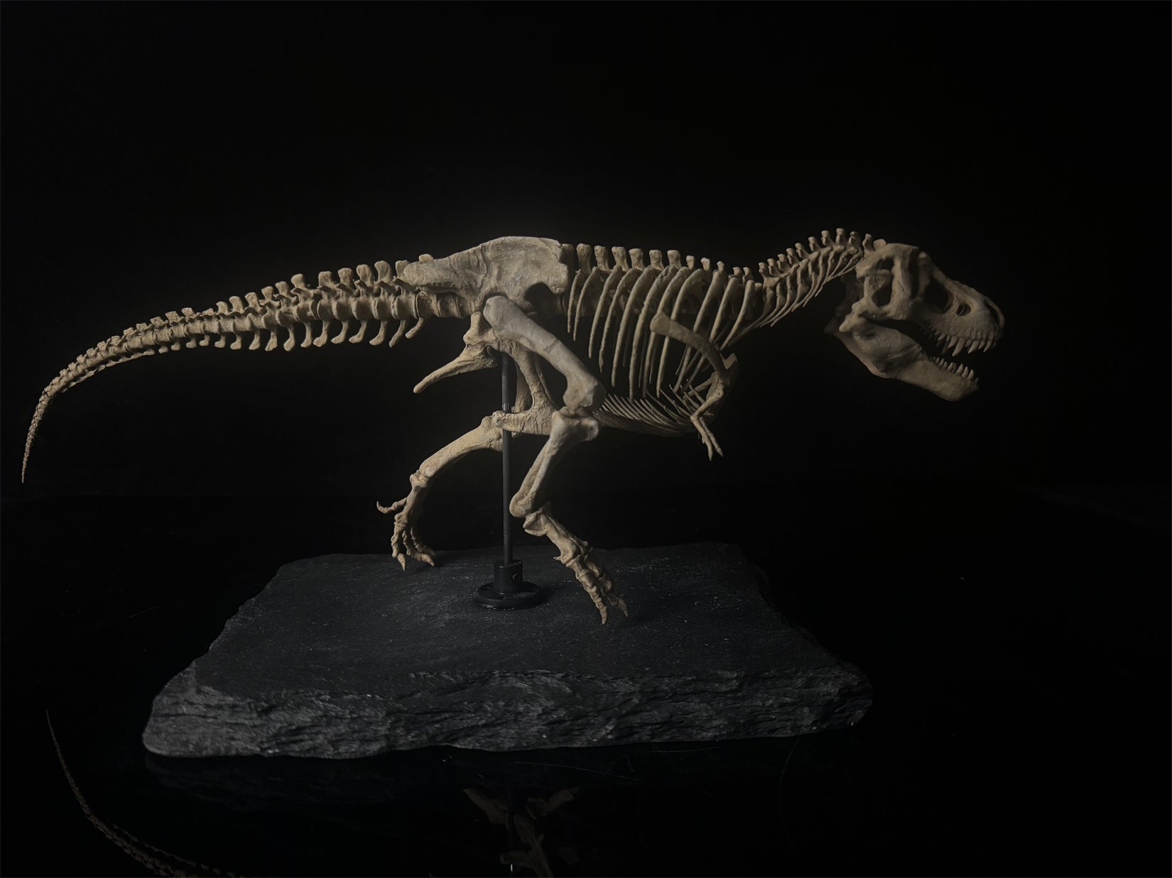 Nova Studio Tyrannosaurus Rex Monty keleton Model