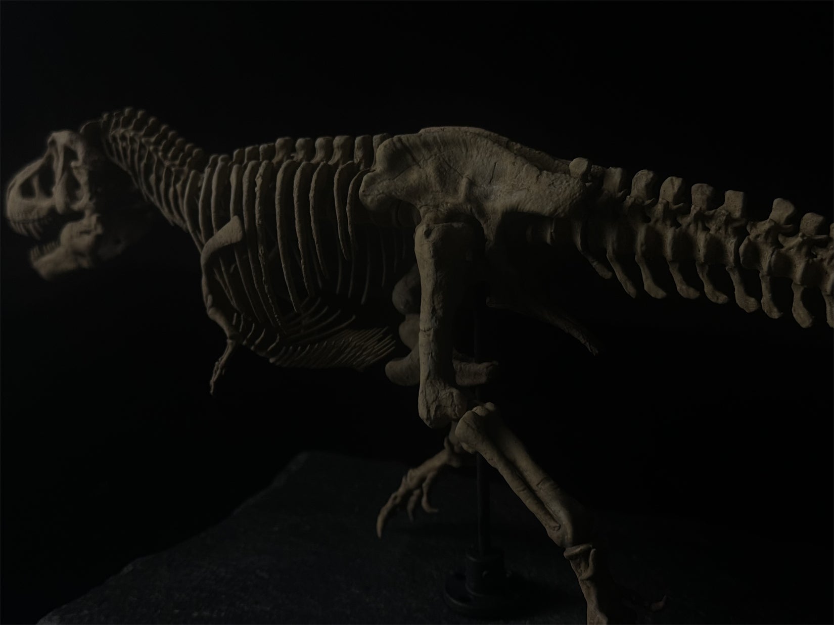 Nova Studio Tyrannosaurus Rex Monty keleton Model
