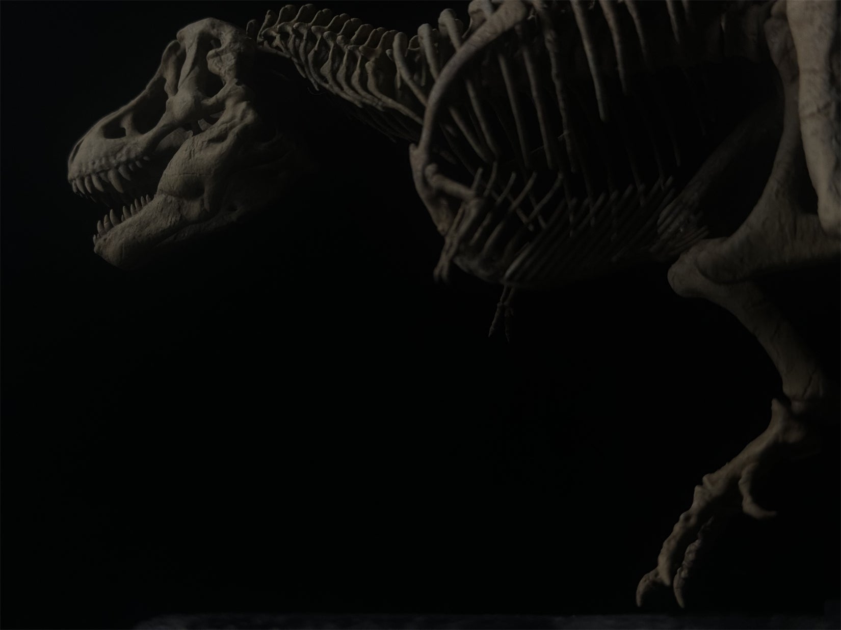 Nova Studio Tyrannosaurus Rex Monty keleton Model