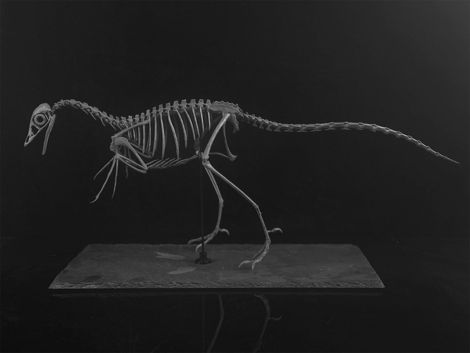 archaeopteryx Archaeopteryx: Reconstructing the 'first bird'