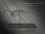 Nova Studio 1/1 Scale Archaeopteryx keleton Model