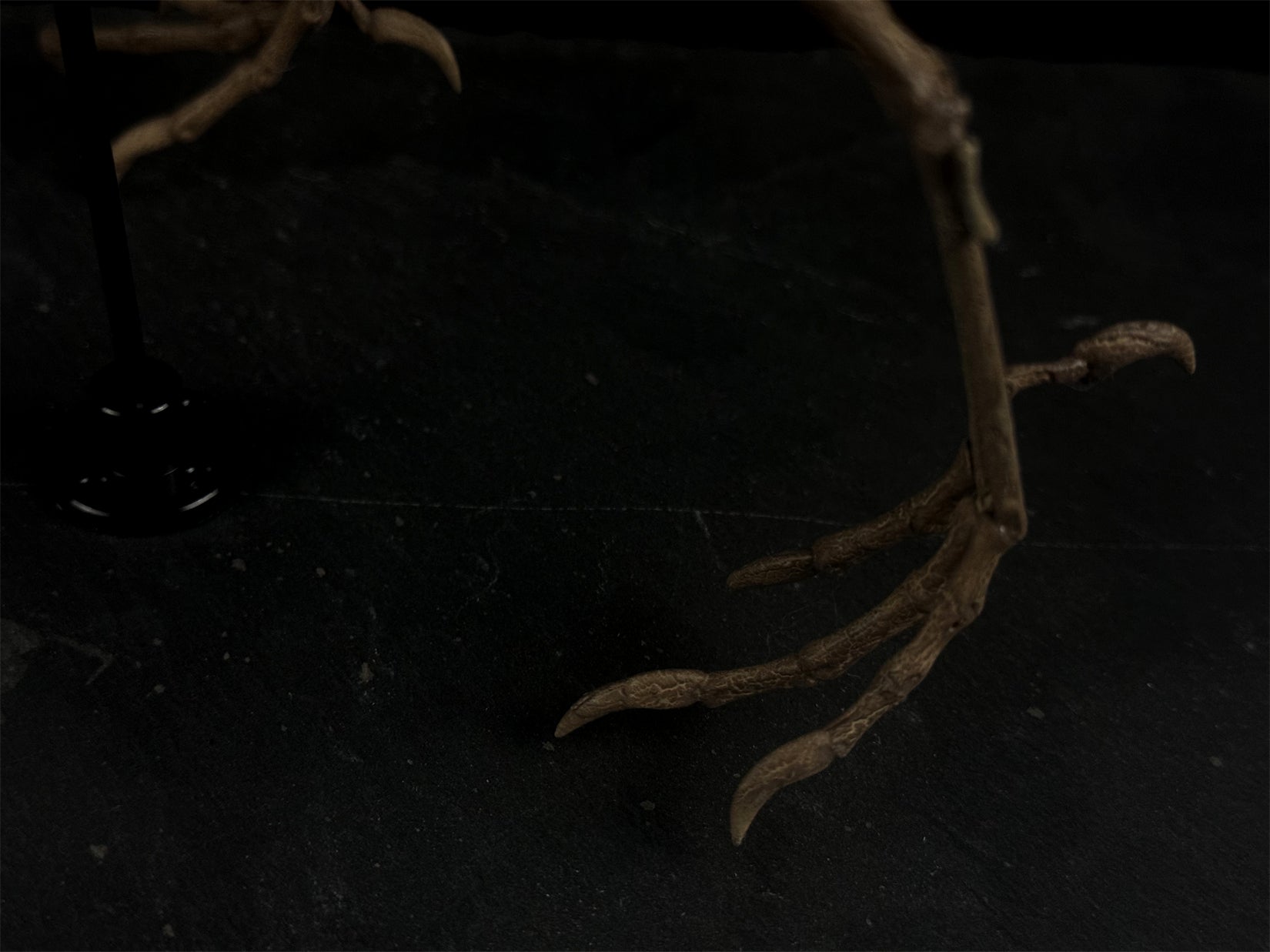 Nova Studio 1/1 Scale Archaeopteryx keleton Model