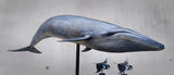 Sumeru Studio 1:35 Scale Blue Whale Model