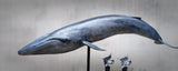 Sumeru Studio 1:35 Scale Blue Whale Model