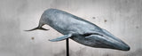 Sumeru Studio 1:35 Scale Blue Whale Model