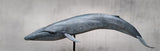 Sumeru Studio 1:35 Scale Blue Whale Model