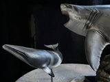 JA Studio Megalodon Hunting minke whale Model