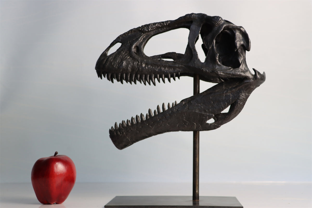 1/10 Scale Meraxes gigas Skull Bronze Model – Lana Time Shop