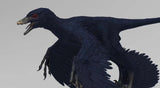 Lazur Studio 1/2 Scale Microraptor Model