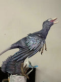 Lazur Studio 1/2 Scale Microraptor Model