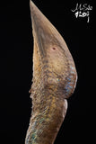 MuSee Studio 1/18 Scale Hatzegopteryx Model