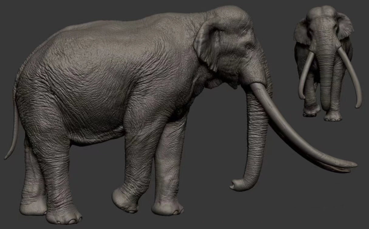 SHOWANNA Palaeoloxodon antiquus Model