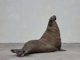 TUNAN Studio 1/15~18 Scale Southern elephant-seal Model