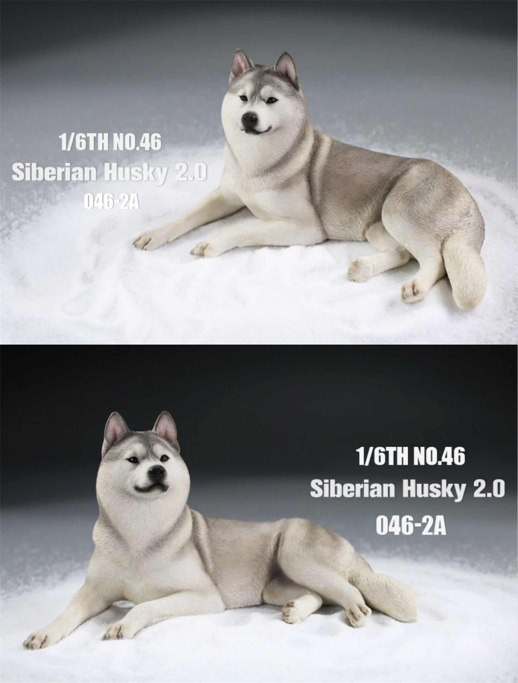 JXK 1/6 Siberian Husky 2.0 Figure