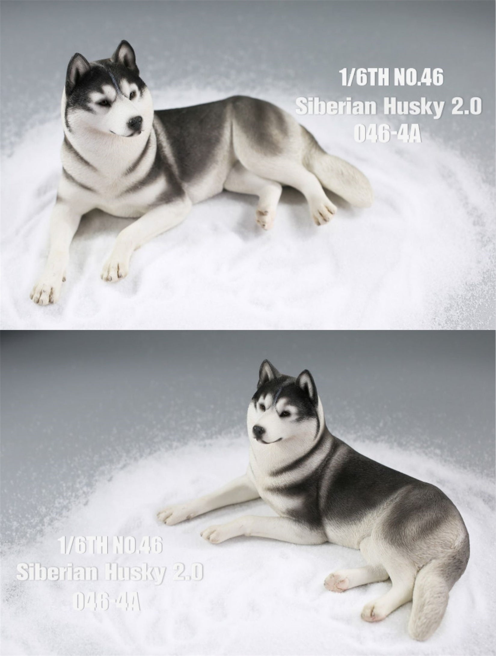 JXK 1/6 Siberian Husky 2.0 Figure