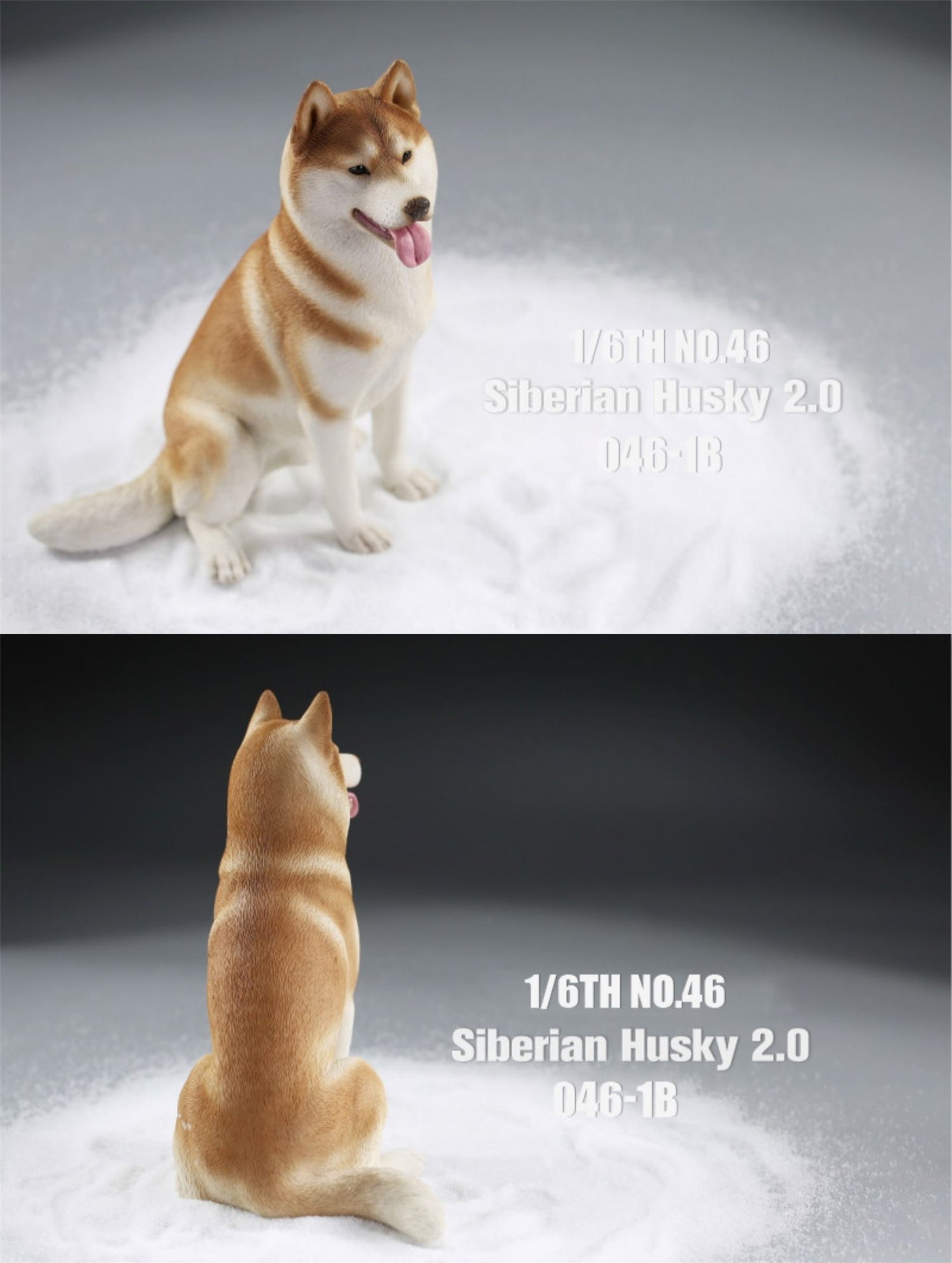 JXK 1/6 Siberian Husky 2.0 Figure