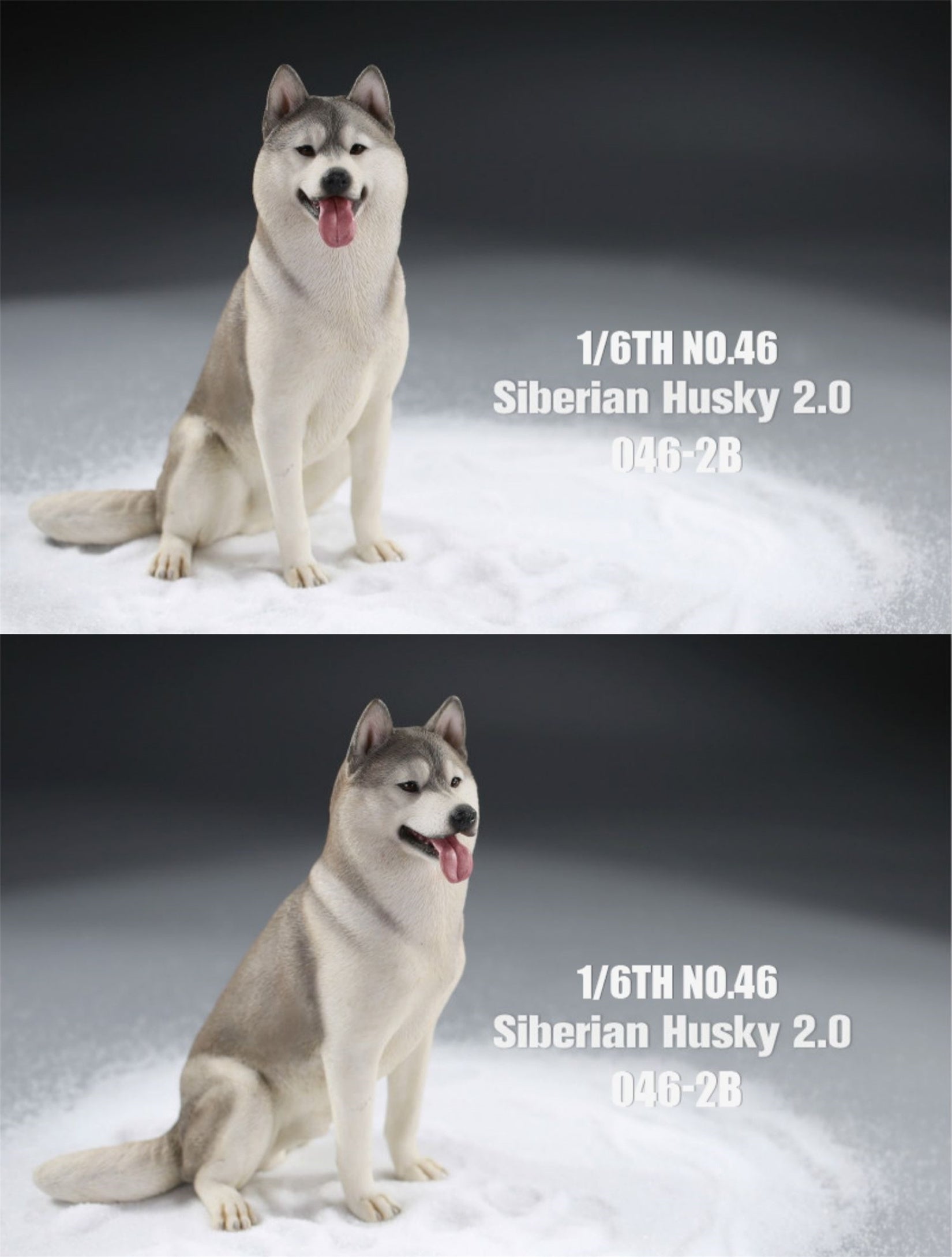 JXK 1/6 Siberian Husky 2.0 Figure