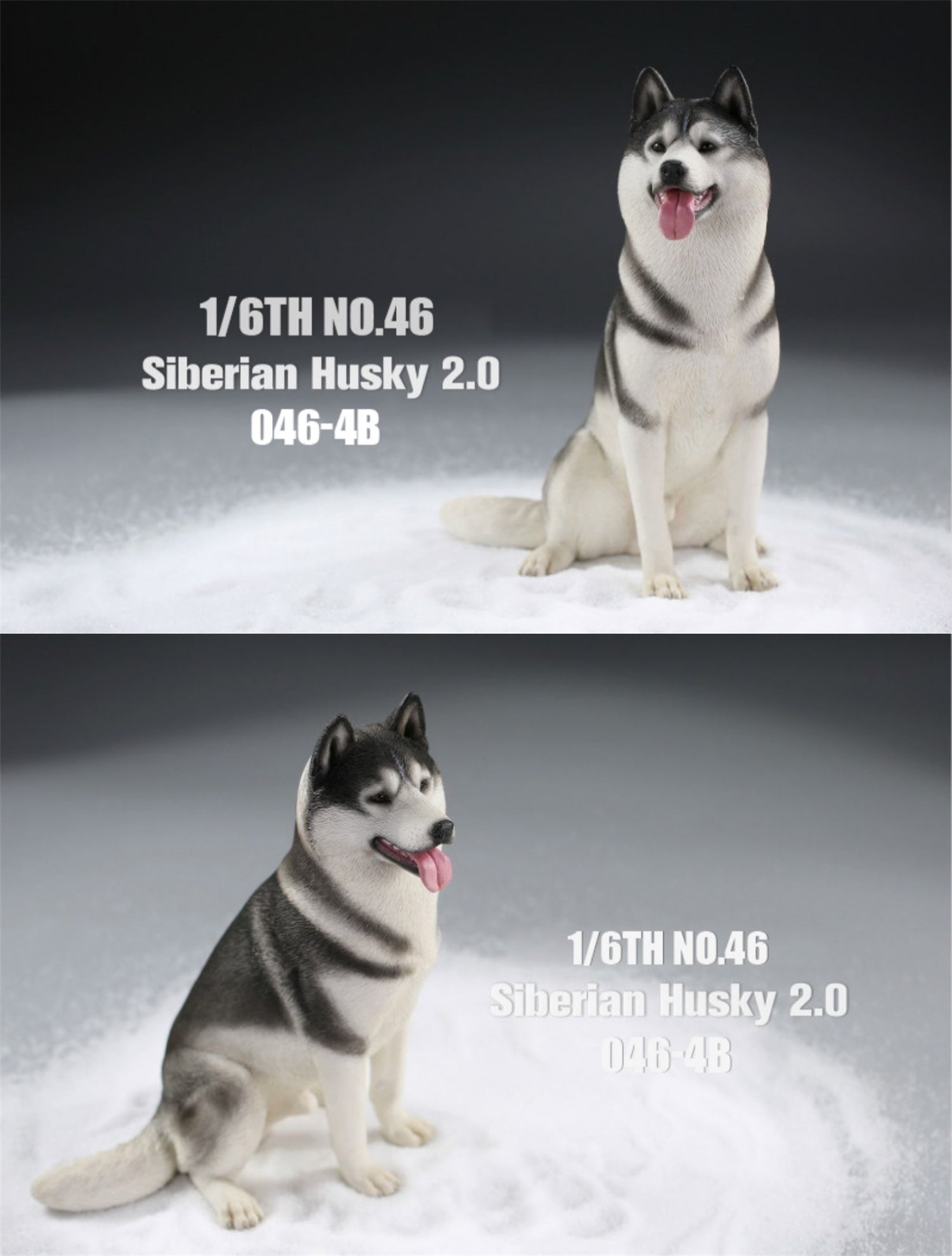 JXK 1/6 Siberian Husky 2.0 Figure