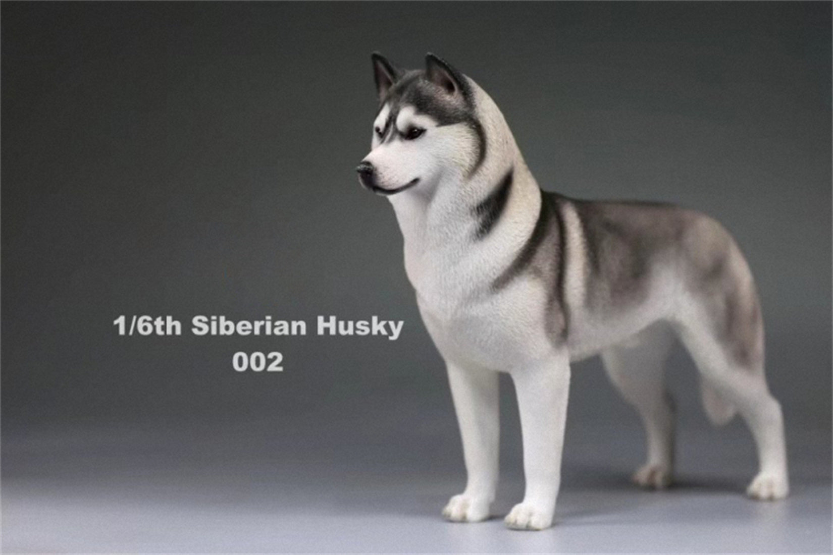 1/6 Siberian Husky Figure